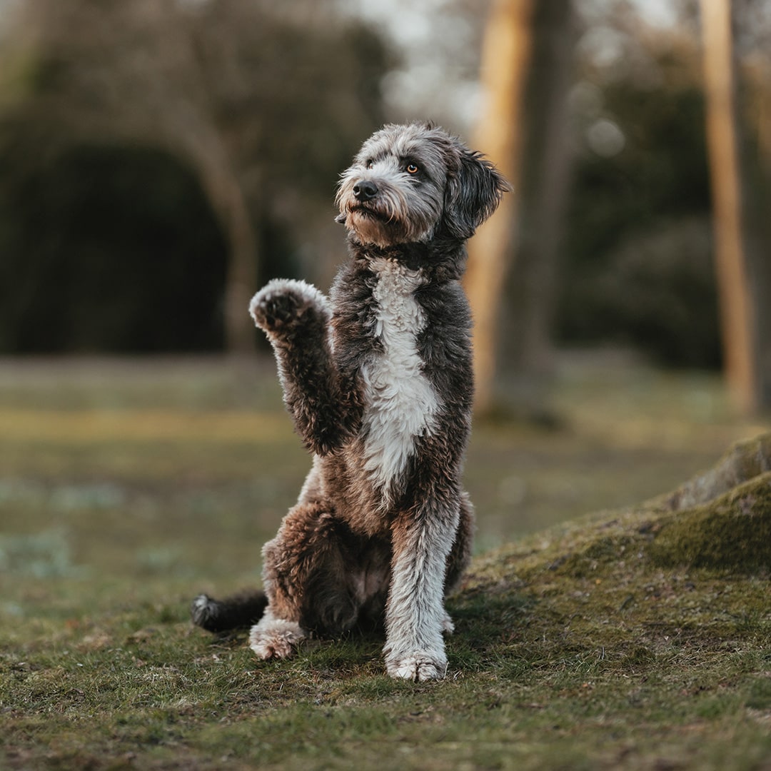 Outdoor fotoshoot hond - Pleun 3-min